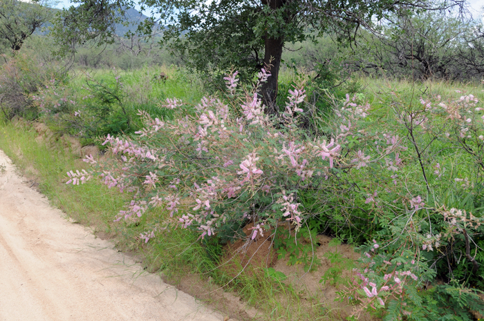 Velvetpod Mimosa are common along brushy slopes, arroyos, washes and roads as shown in the photo.  It is a rare species in the United States, Mimosa dysocarpa is native to Arizona, New Mexico and Texas. Mimosa dysocarpa